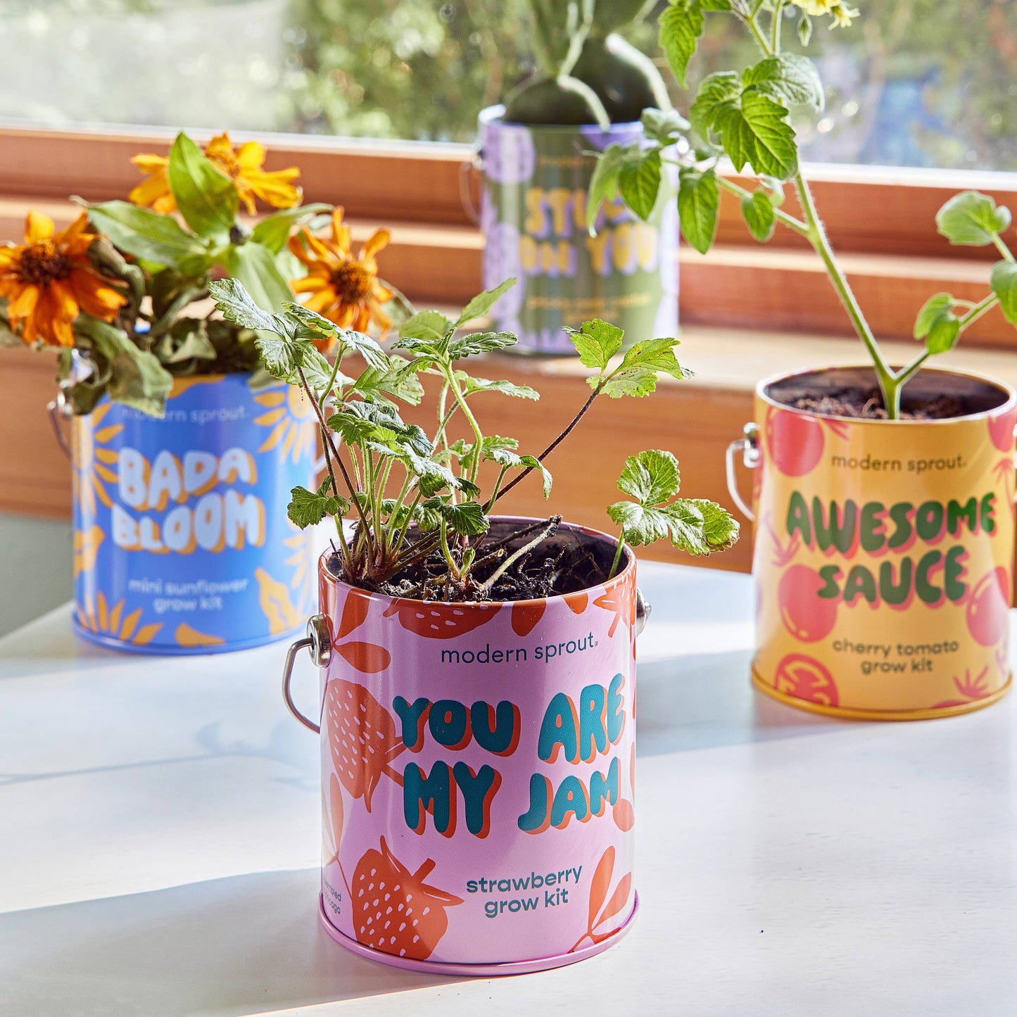 Modern Sprout Grow Kits