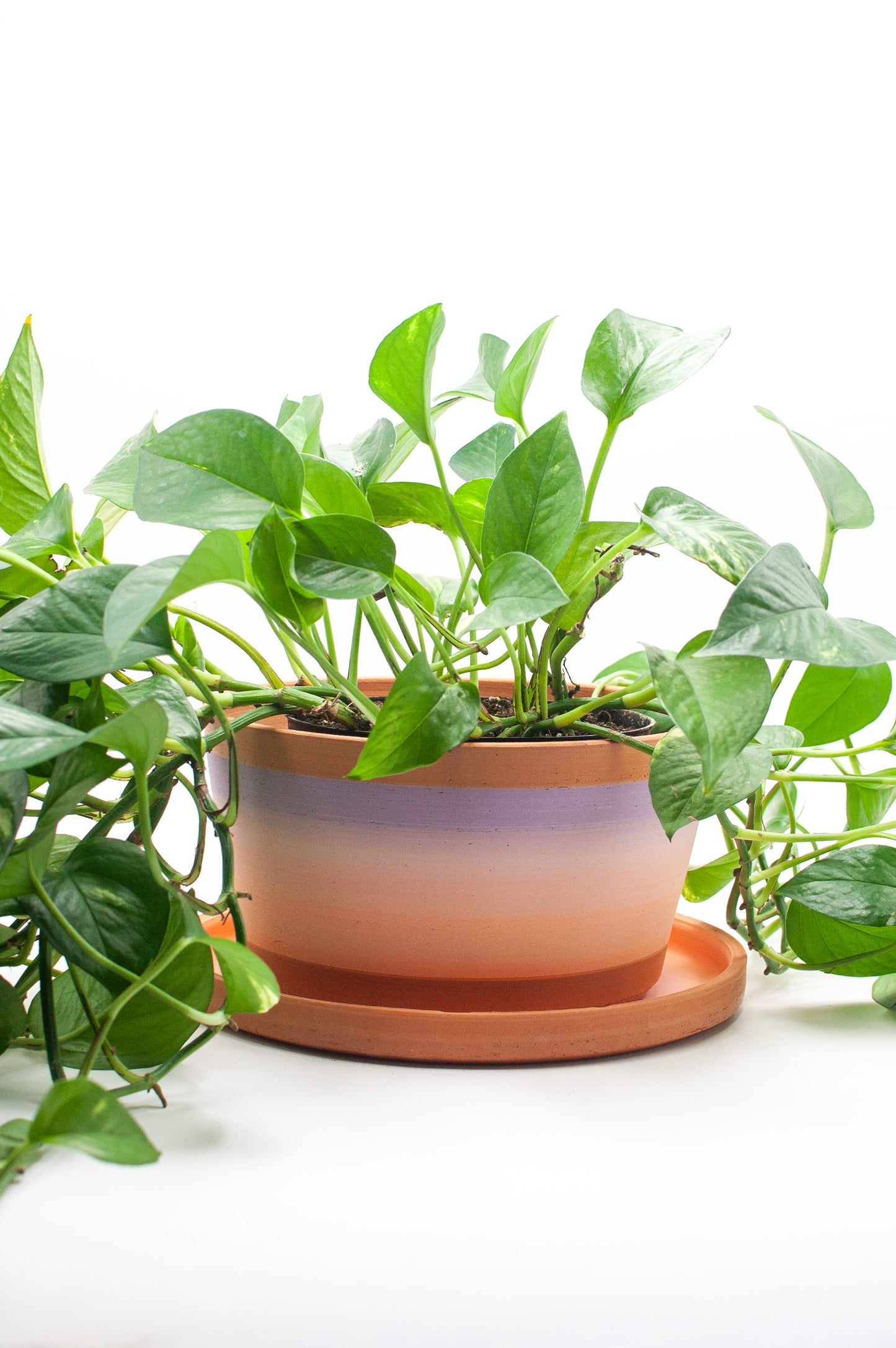 Planter 141