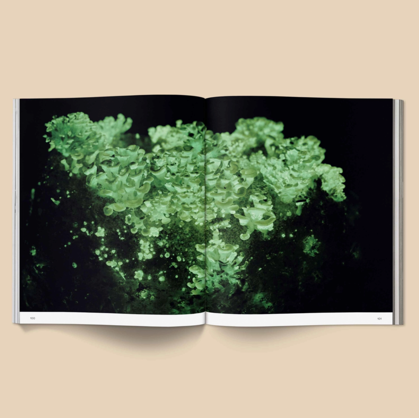 Spores: Magical Mushroom Photography Book