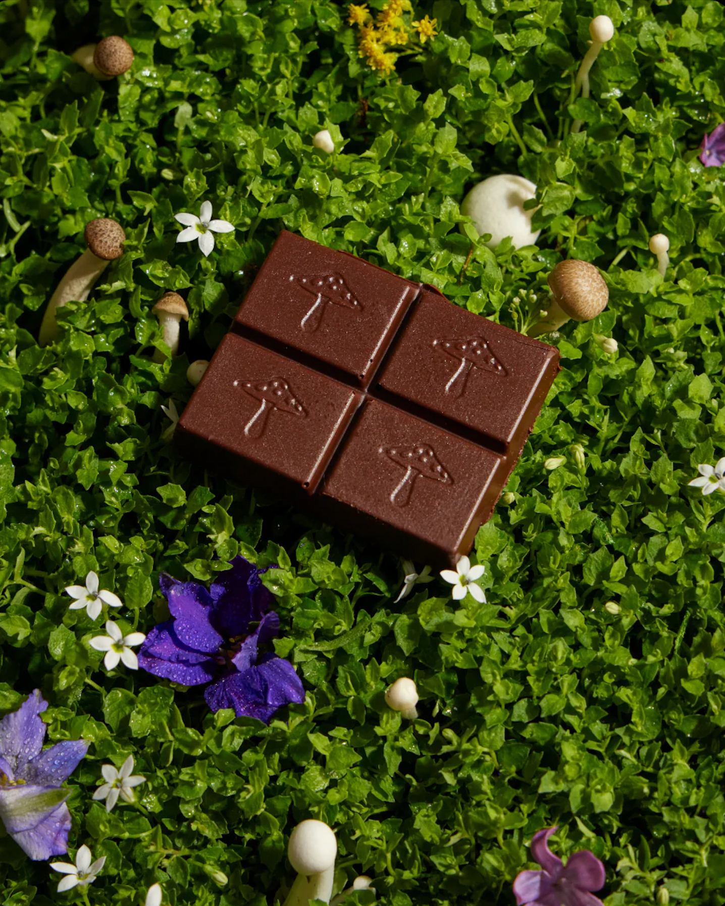Alice Mushroom Chocolates
