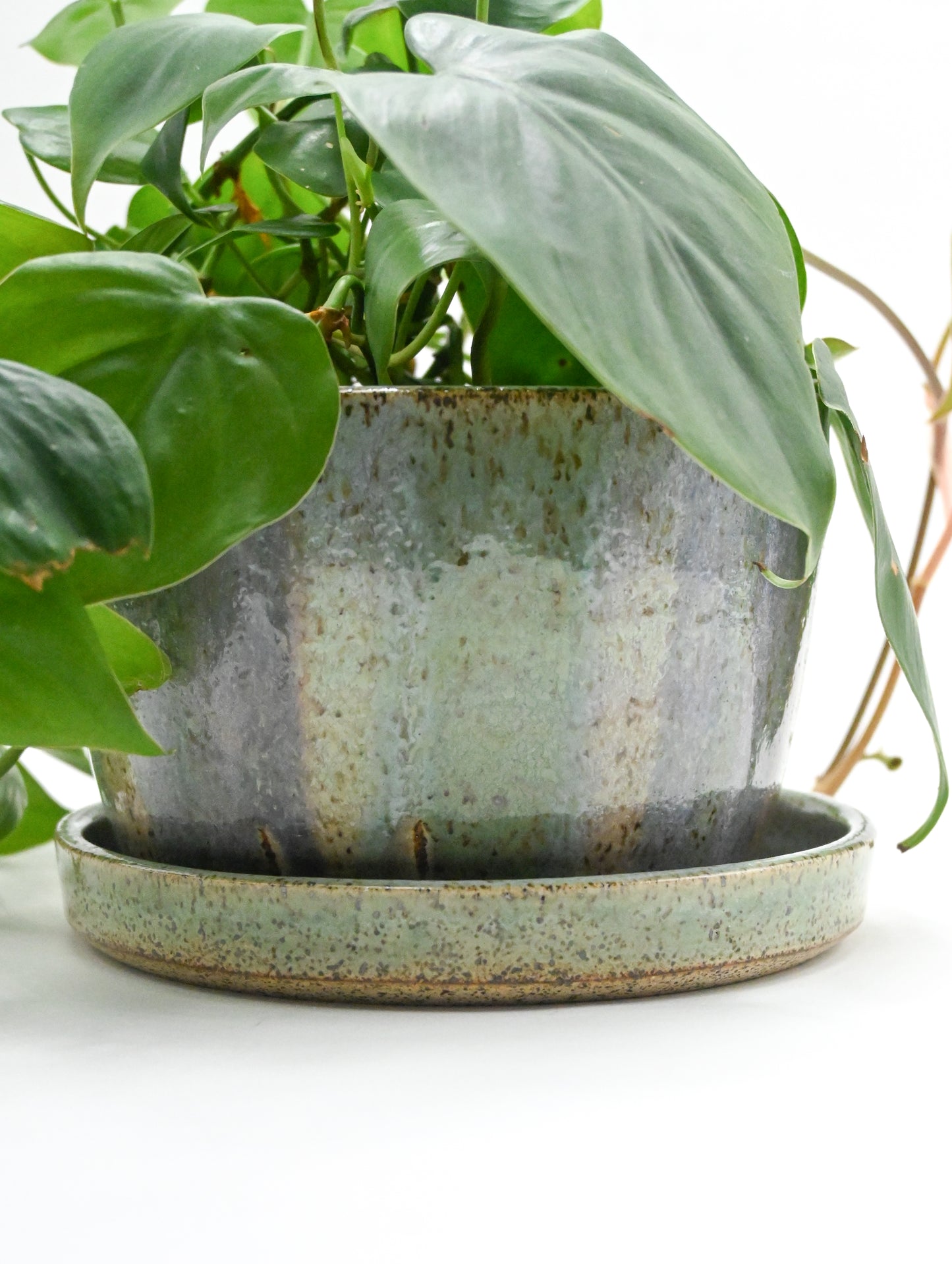 Planter 169
