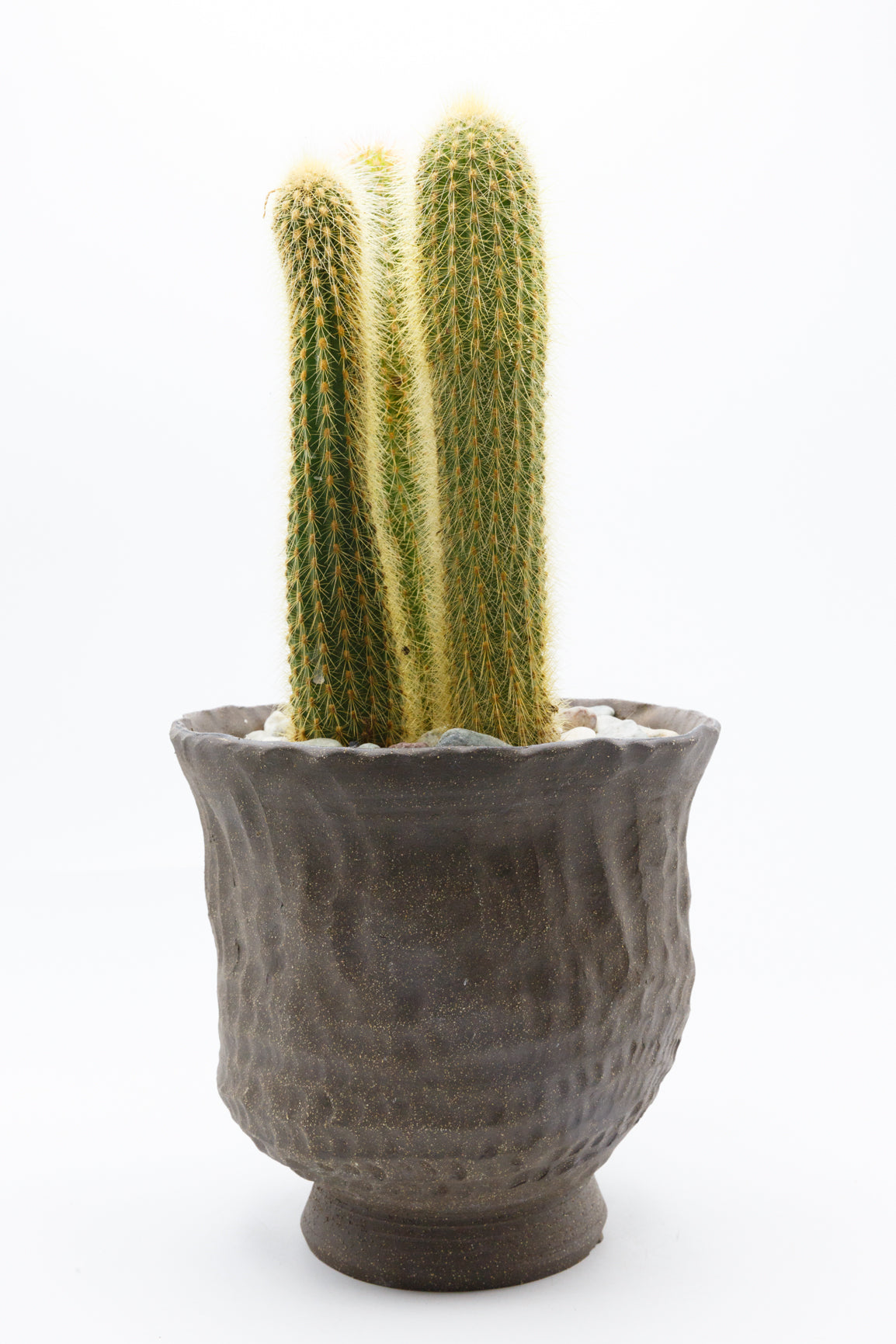 Potted Plant 005