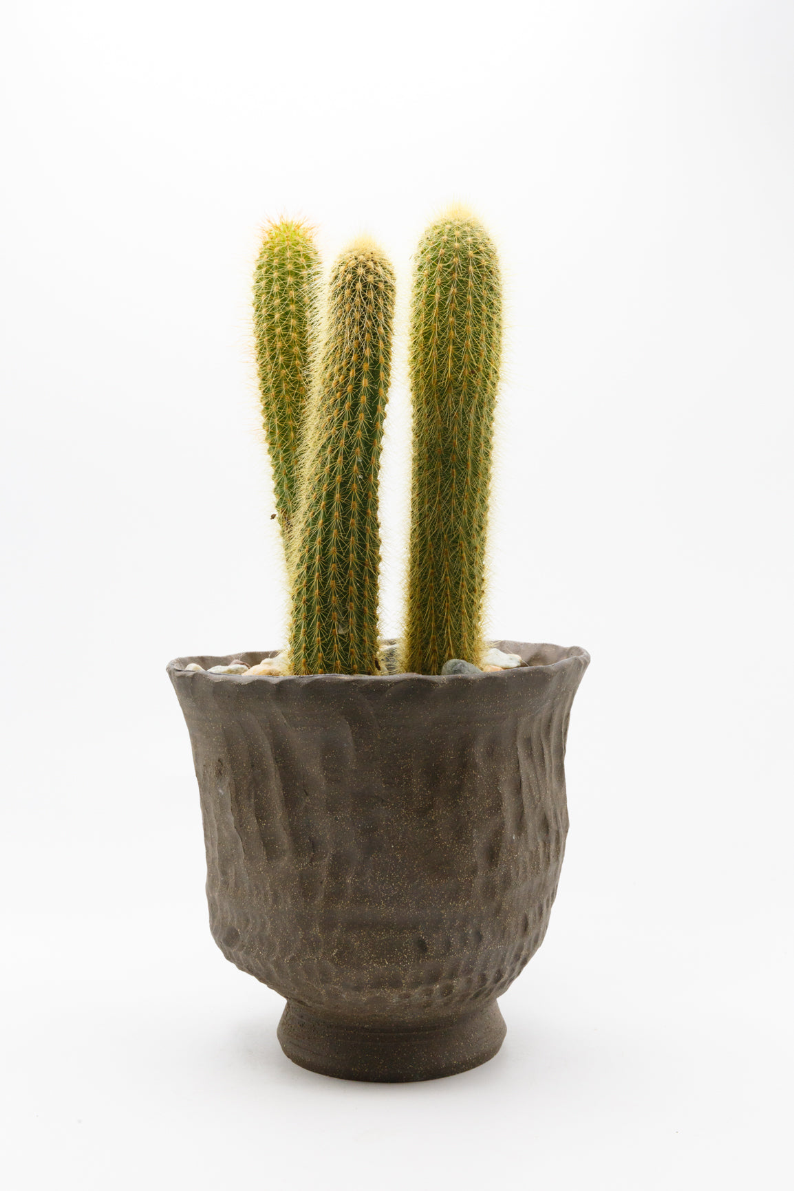 Potted Plant 005