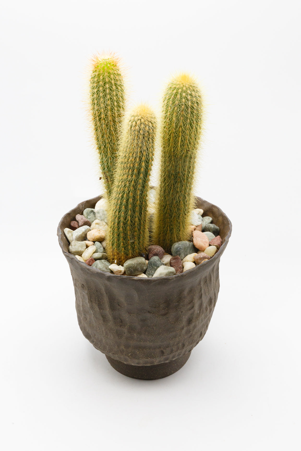 Potted Plant 005